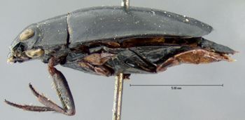 Media type: image;   Entomology 34947 Aspect: habitus lateral view